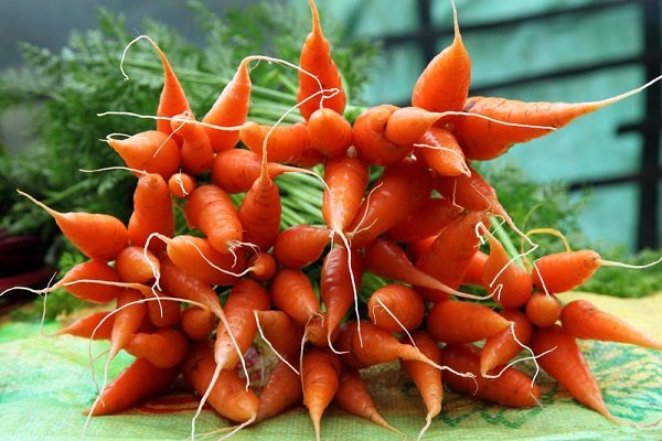 морковь при сахарном диабете